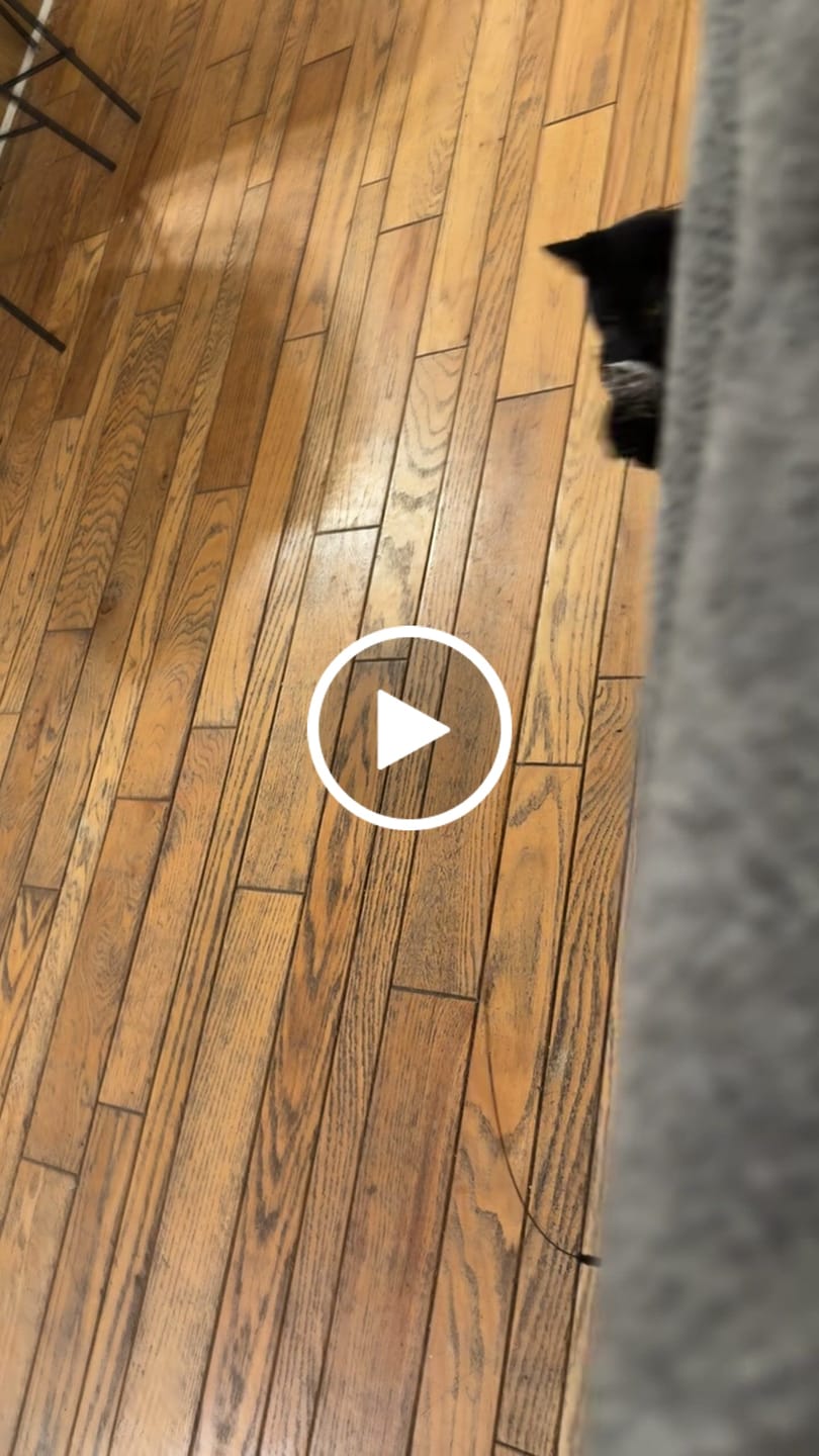 Customer video review of Interactive Bird Simulation Cat Toy Set