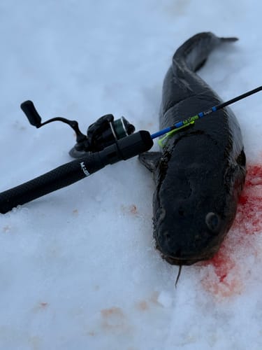 Customer photo review of Custom Carbon Ice Rod