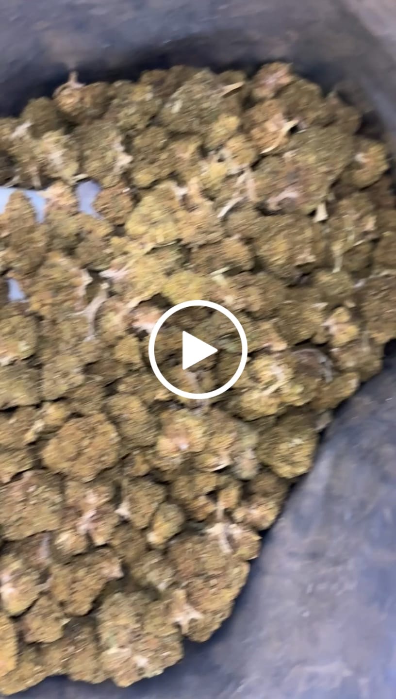 Customer video review of Wedding Crasher THCA Flower LB