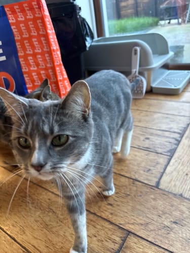 Customer photo review of 1 Month Supply – 1 Cat