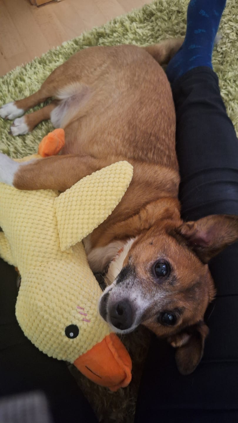 Customer photo review of HappyDuck™ – Anti-stress kosedyr