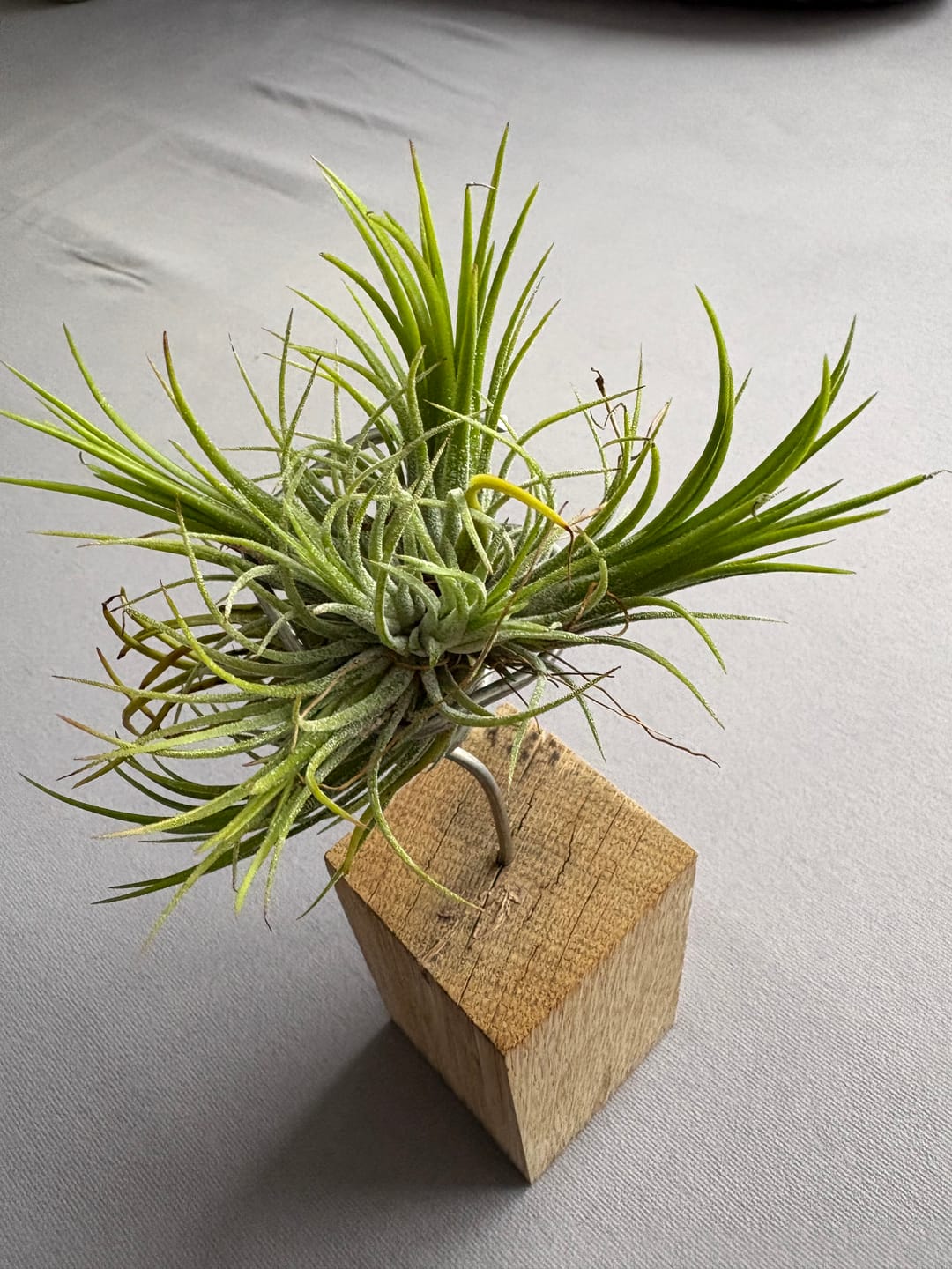 Customer photo review of Tillandsia Ionantha 'fuego' - Pulk
