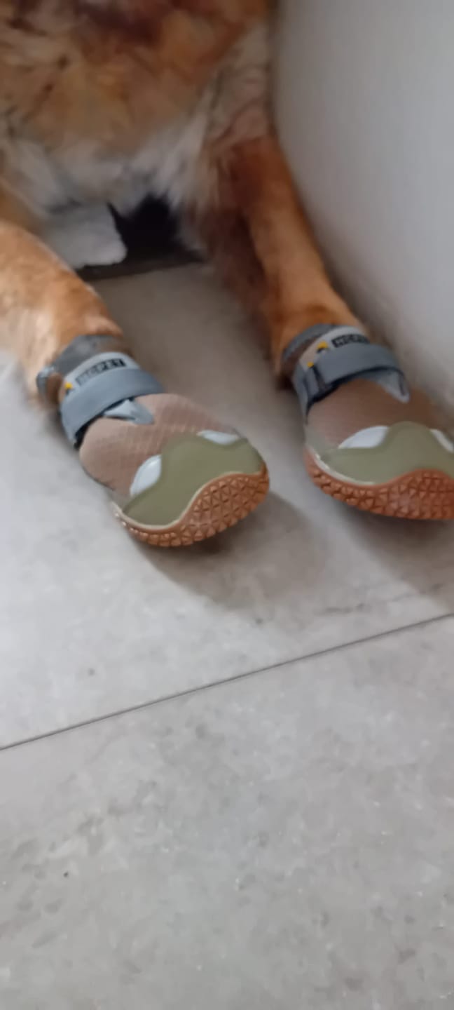 Customer photo review of TrailPaws - Beschermende Antislip Hondenschoenen
