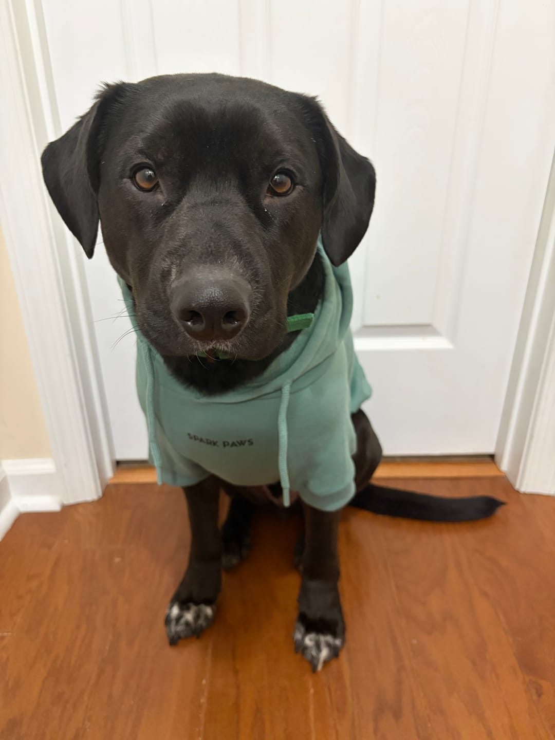 Customer photo review of Essential Dog Hoodie - Teal