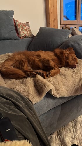 Kundenbewertung mit Foto zu CAILY | Hundedecke & Sofaschutz – Wasserdicht, waschbar & super weich