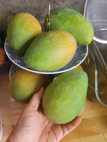 Kunde hält eine große, noch grüne Edward-Mango in der Hand. Im Hintergrund sind weitere Mangos.