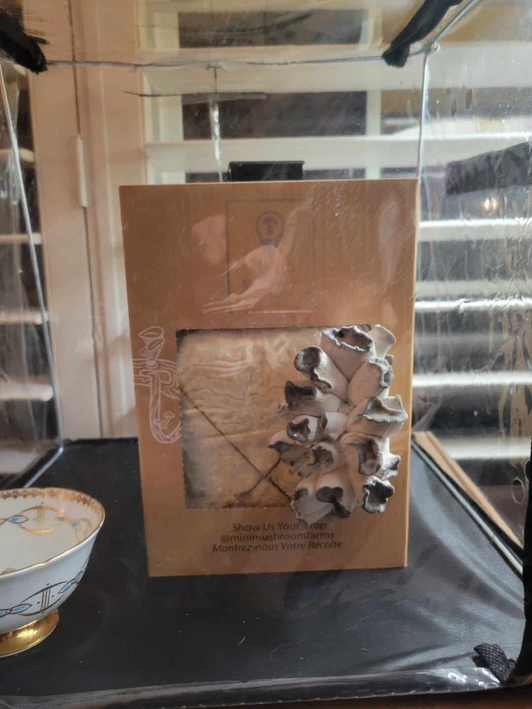 Customer photo review of Essentials Bundle Gift Set + Grow Kit