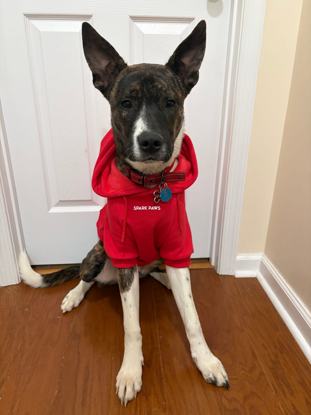 Customer photo review of Essential Dog Hoodie - Crimson Red