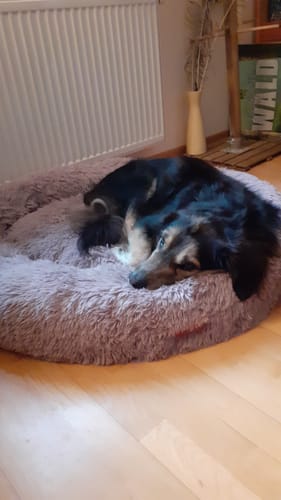 Customer photo review of Puppery Hundebett Wolke 7 - Das Original