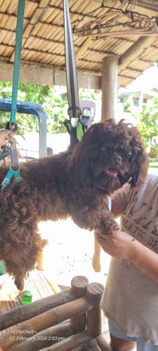 Customer's photo of a dog being groomed; the Jordan Everyday Crew Socks are not pictured.