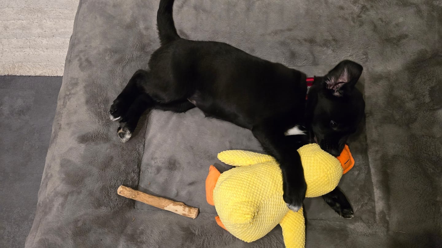 Customer photo review of HappyDuck™ – Anti-stress kosedyr
