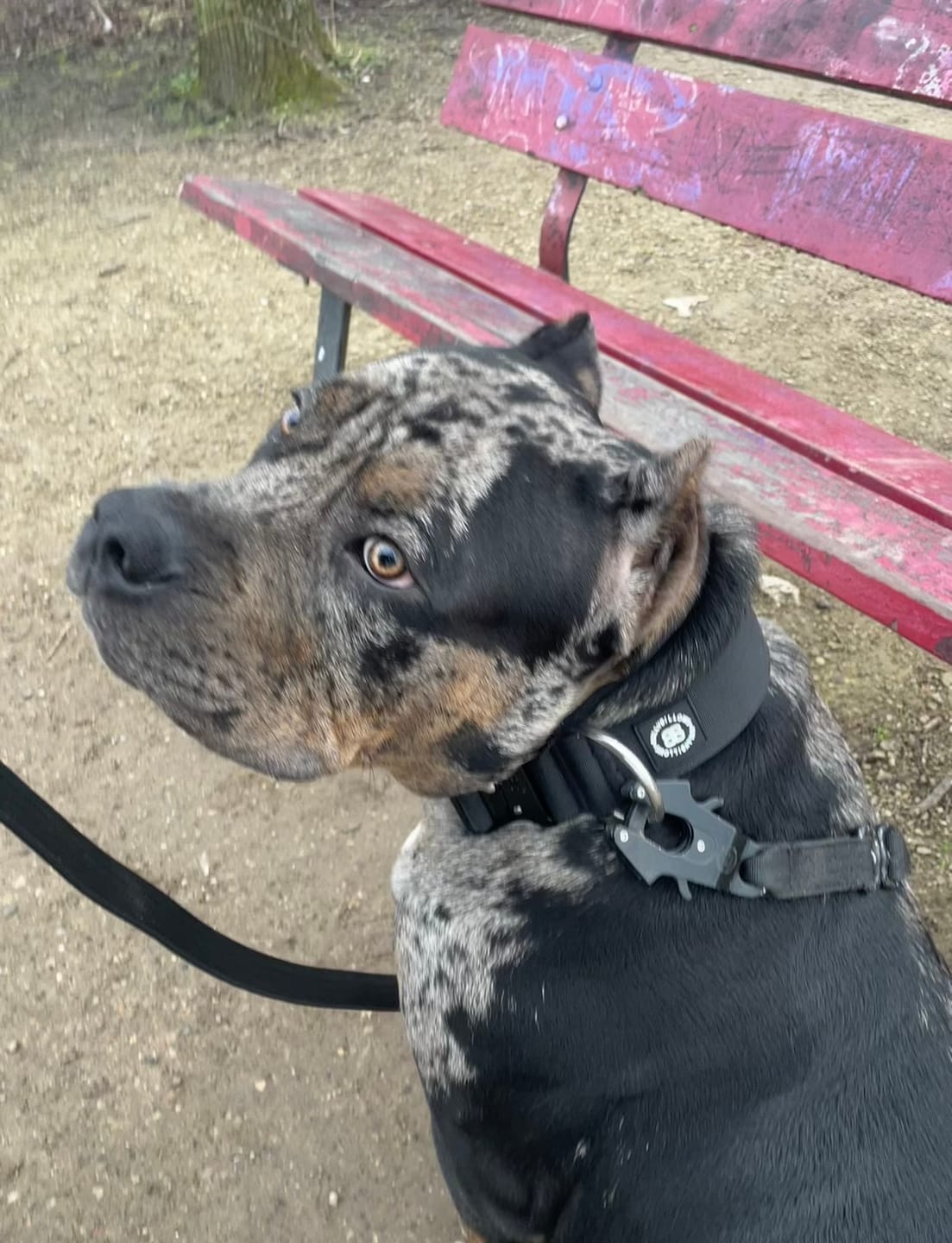 Customer photo review of 5cm Combat® Collar | NO Handle & Secure Clip - Black