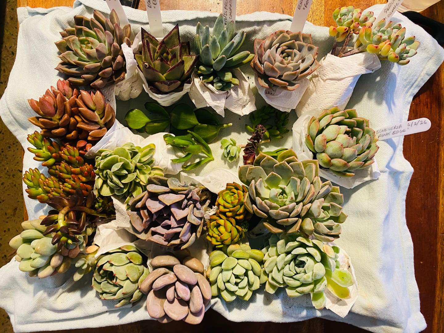 Customer photo review of Bulk Mixed Succulent Value Packs