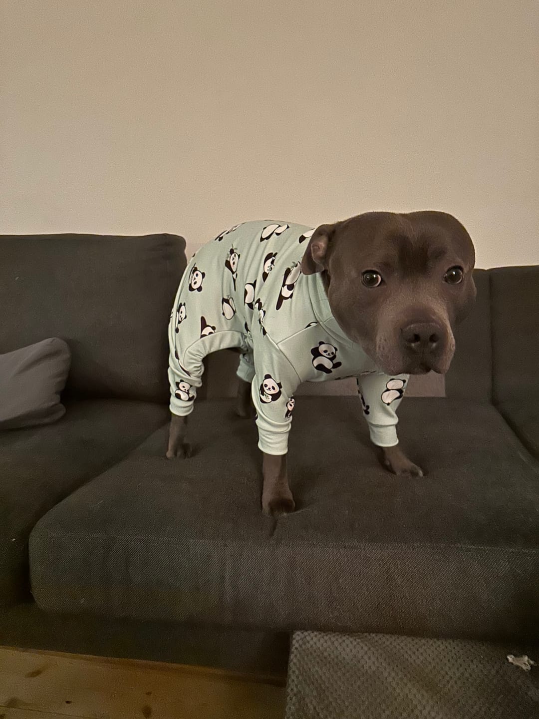 Customer photo review of Dog Pajama - Panda