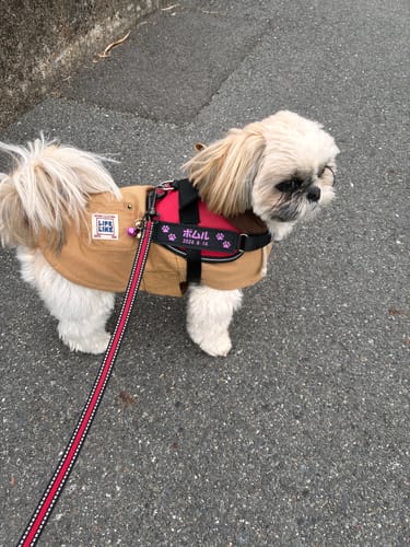 Customer photo review of FunFunPet 高機能ハーネス（お名前タグ作成サービス付き）