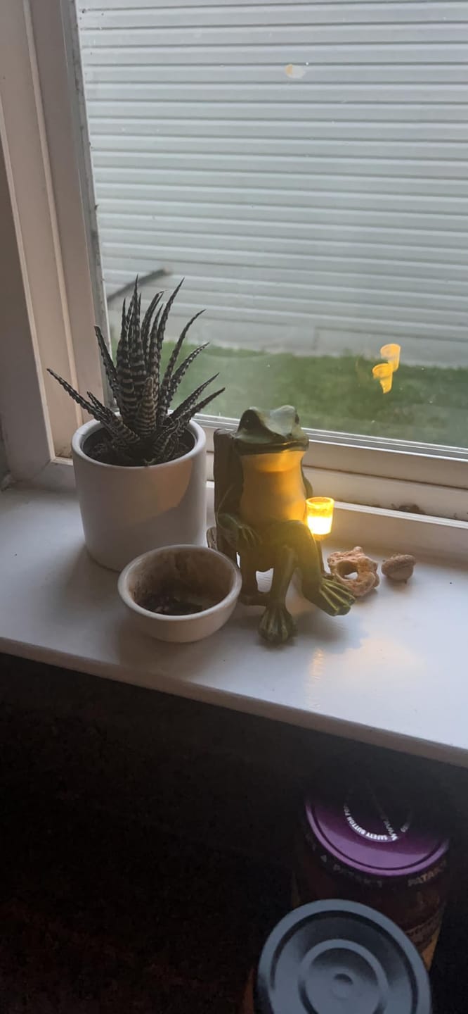 Customer photo review of Solar Mini Frog Garden Statue – Glowing Outdoor Decor
