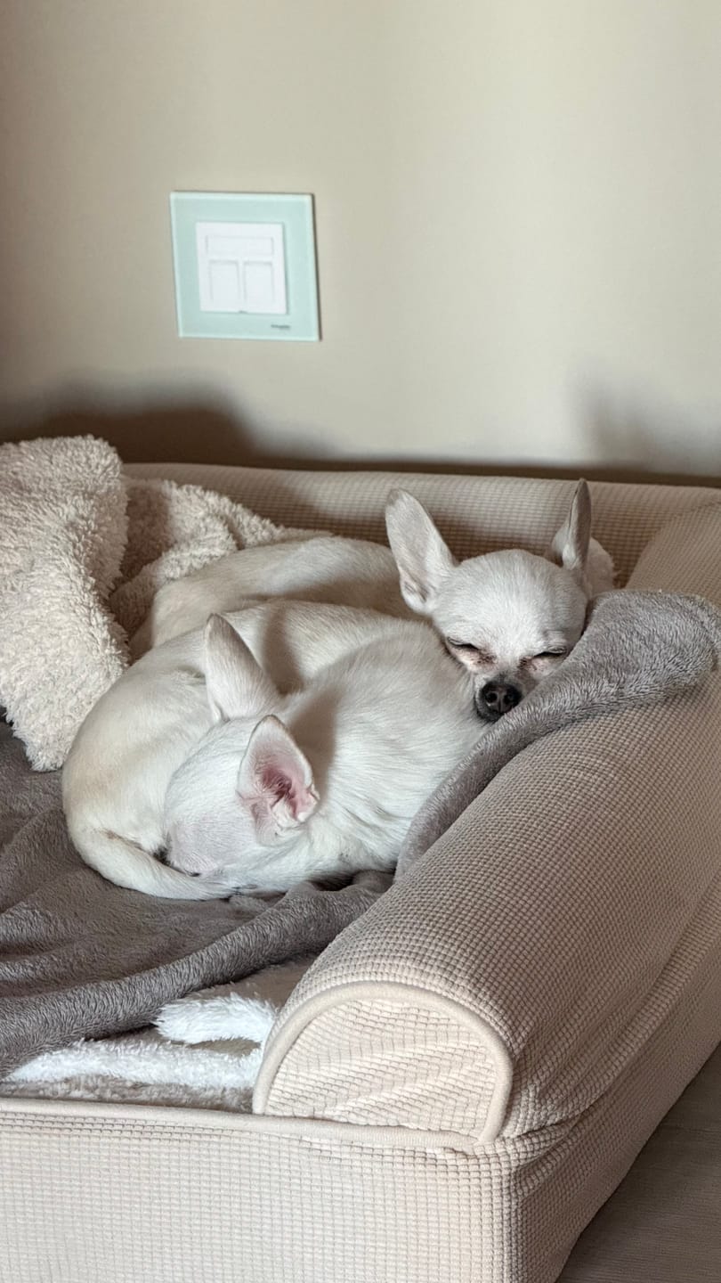 Customer photo review of Hundsås Biff