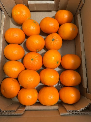 Rezensent zeigt die großen, leuchtend orangen Bio-Mandarinen Nova in der offenen Box.