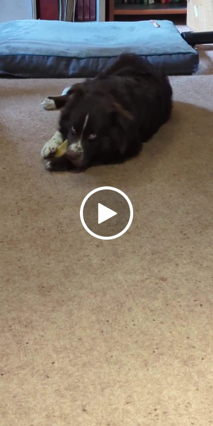 Customer video review of Himalayan Yak Chew (SMALL)