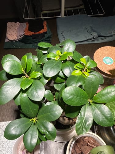 Customer photo review of BONSAI STARTER KIT CB®