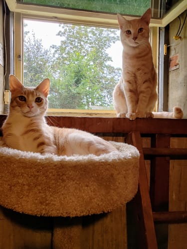 Customer photo review of 6x Blisso Advanced Cat Probiotic