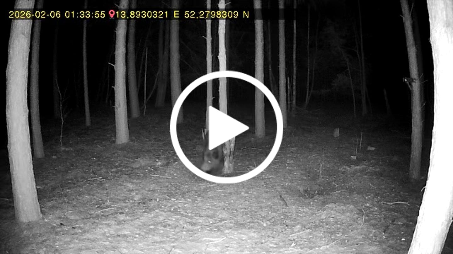 Customer video review of Teer-Plus Wildlockmittel - Schwarzwild