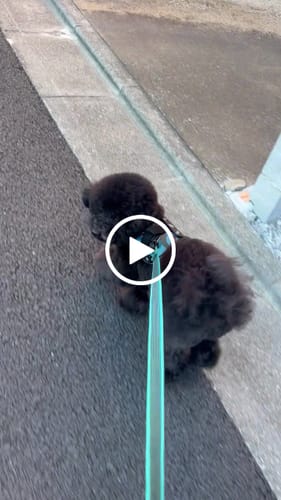 Customer video review of FunFunPet 高機能ハーネス（お名前タグ作成サービス付き）