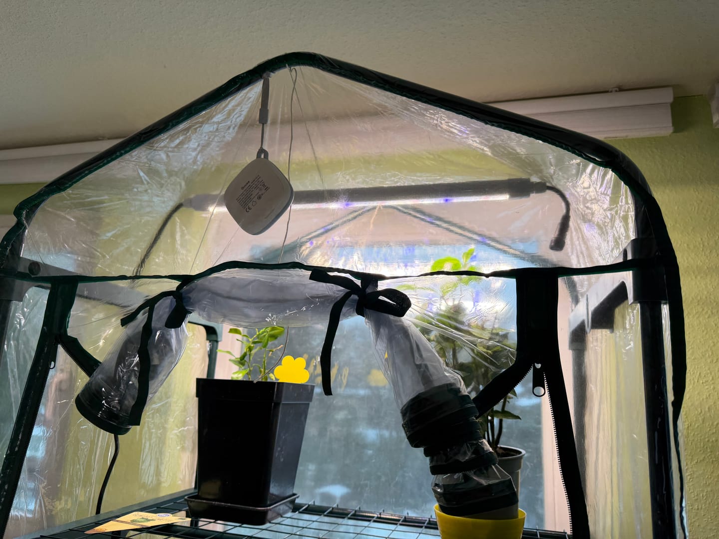 Customer photo review of Pflanzen Lampen - Jungle Lux (LED)