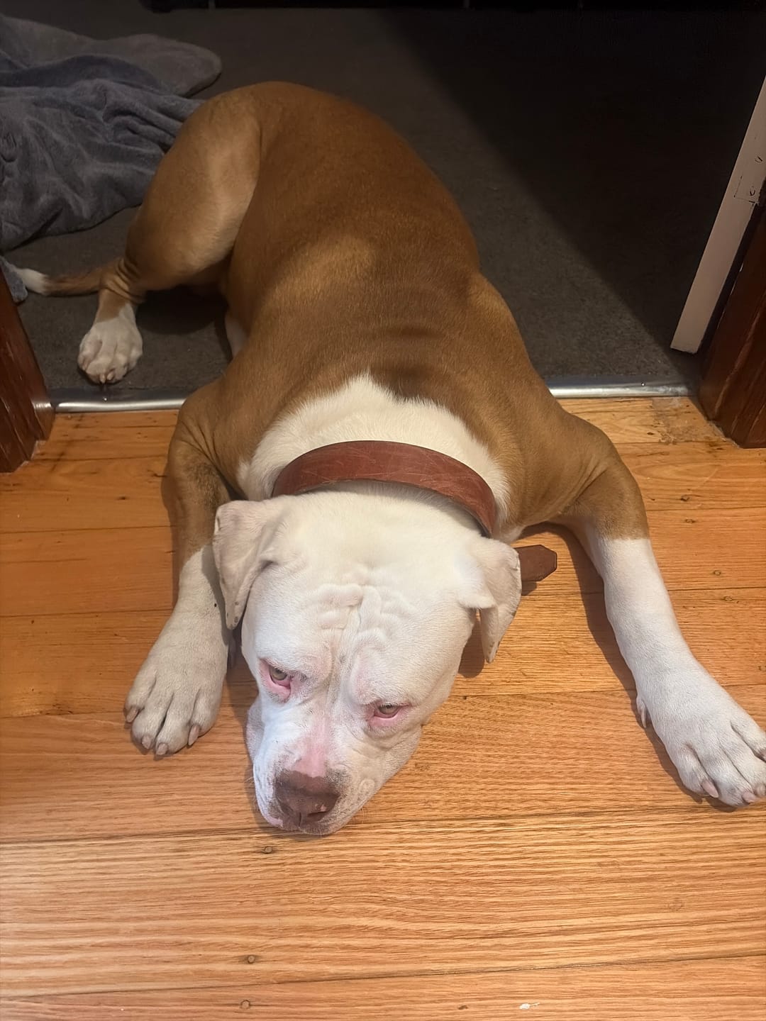 Customer photo review of Dog Lead