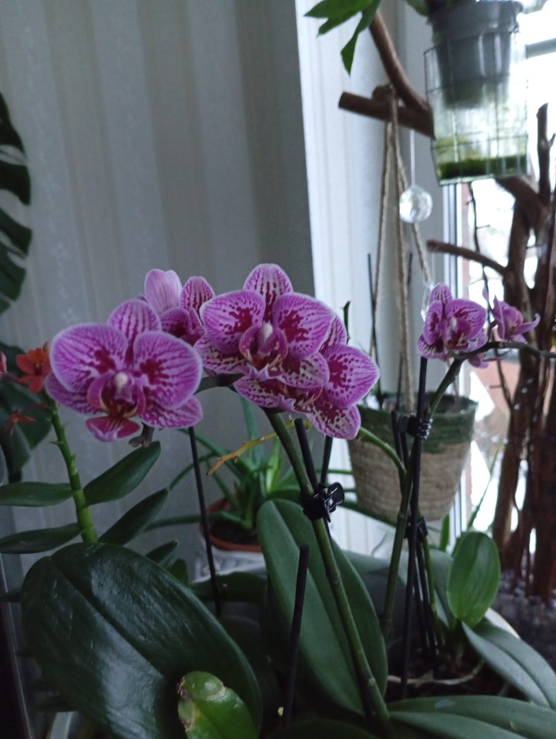 Customer photo review of Table Dance Aliyah Spots mit rosa-violett-gefleckten Blüten und 2 Rispen