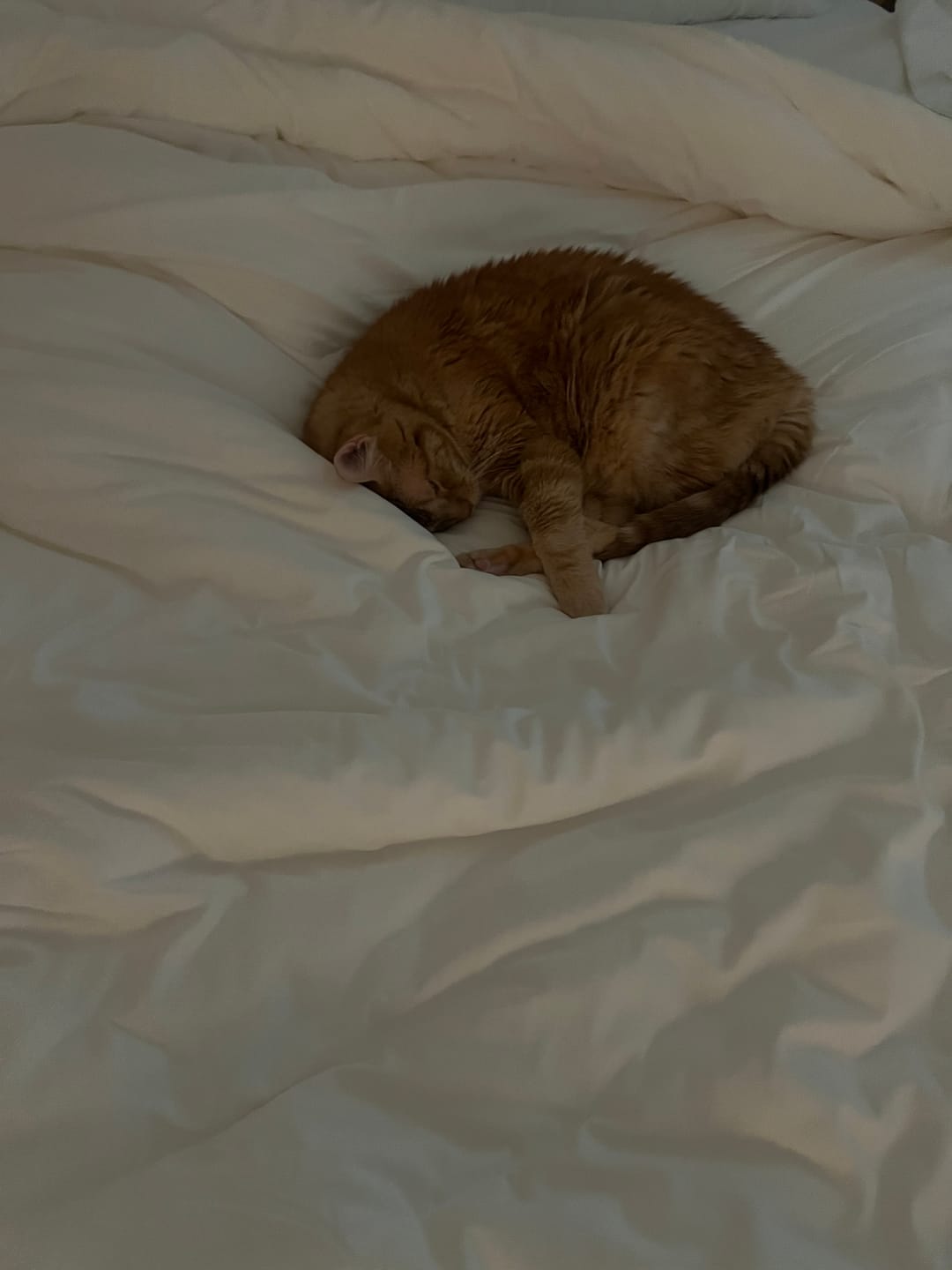 Customer photo review of Temperature Control Dual-Layer Comforter