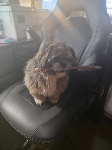 Customer photo review of 12" Thin Bully Sticks