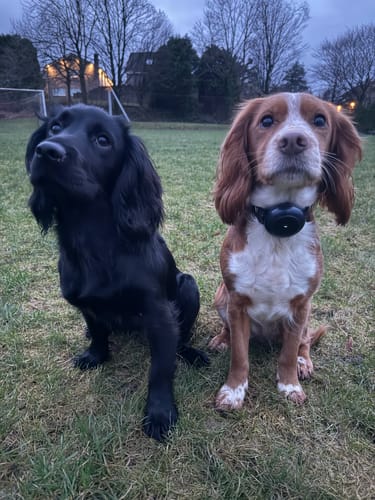 Customer photo review of Houndware 2-in-1 Pro Anti-Bark & Remote Training Collar