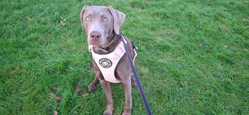 Customer's dog sitting on a lawn while wearing the Elegant Cream Premium Comfort Herringbone Harness.