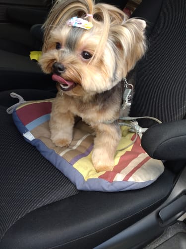 Customer photo review of FunFunPet 高機能ハーネス（お名前タグ作成サービス付き）