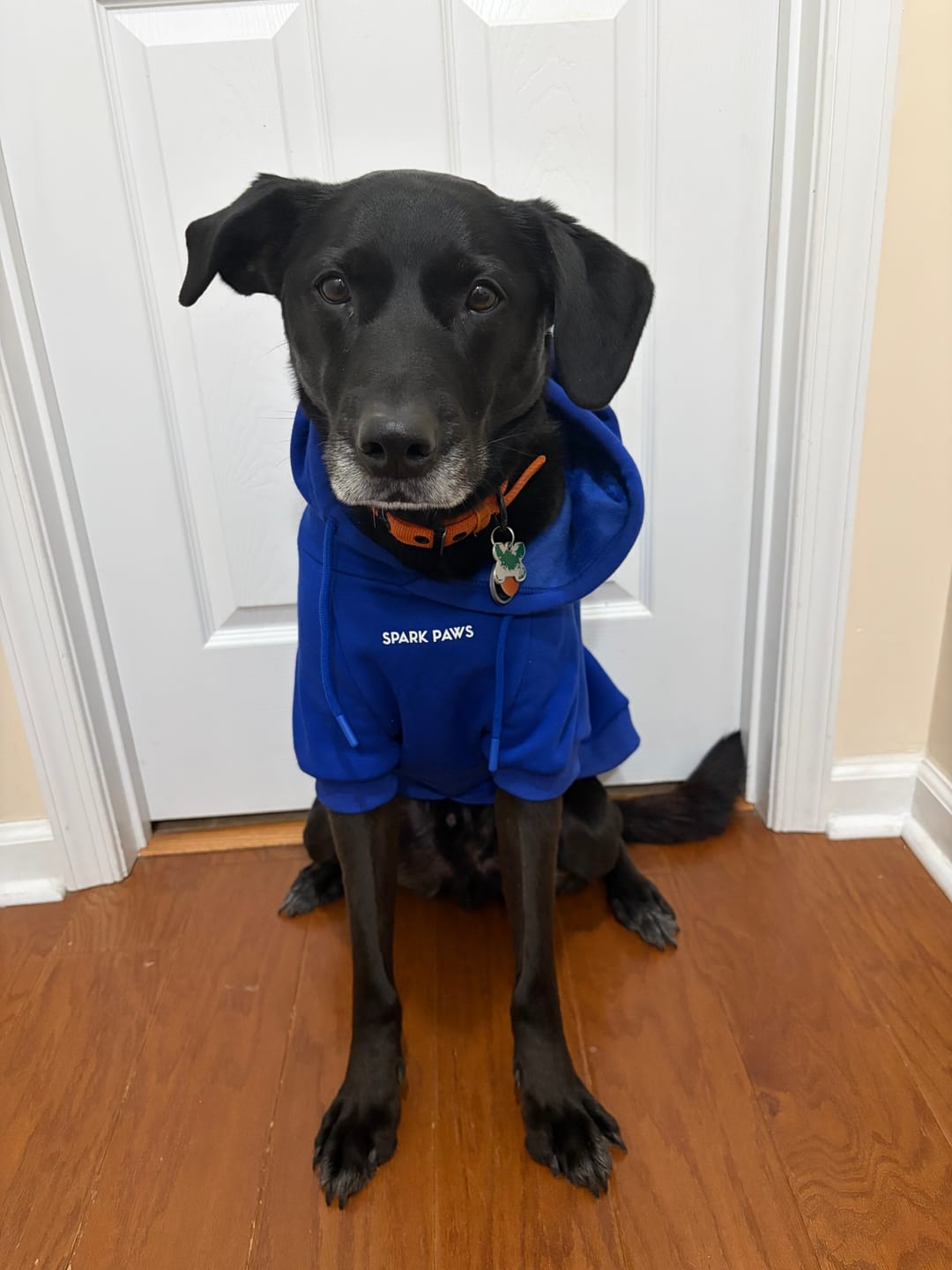 Customer photo review of Essential Dog Hoodie - Midnight Blue