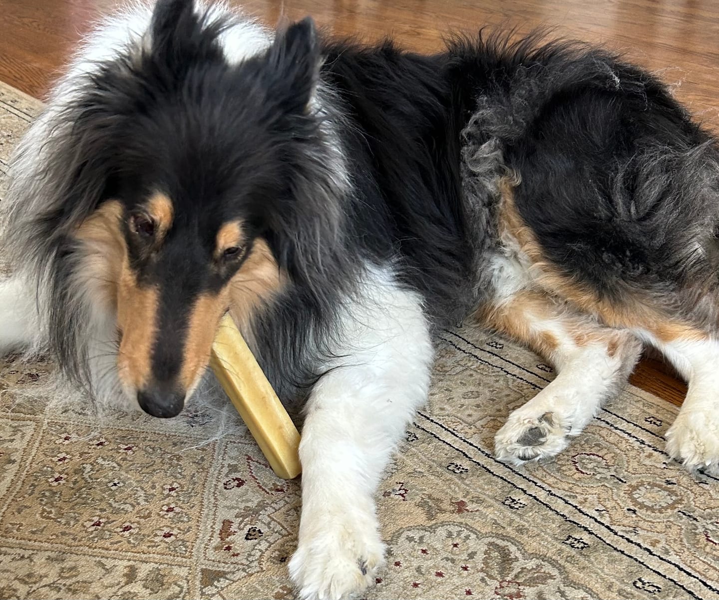Customer photo review of Himalayan Yak Chew (LARGE)