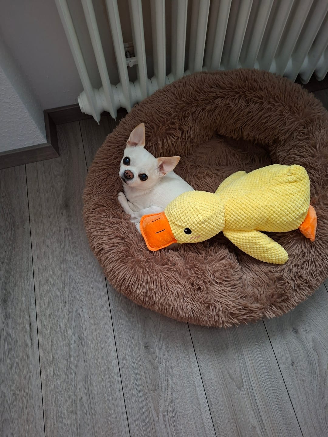 Customer photo review of HappyDuck™ – Anti-stress kosedyr