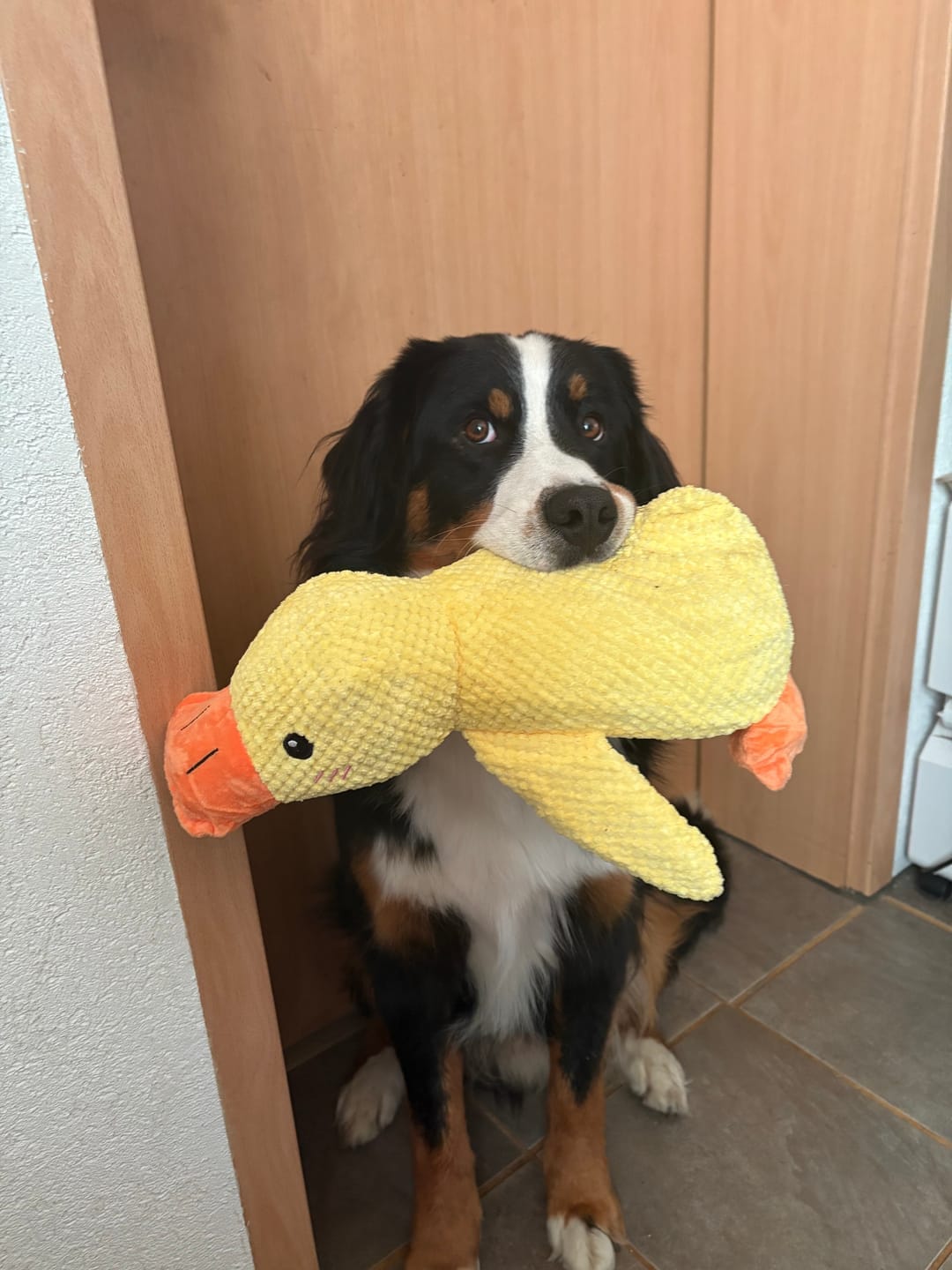 Customer photo review of HappyDuck™ – Anti-stress kosedyr