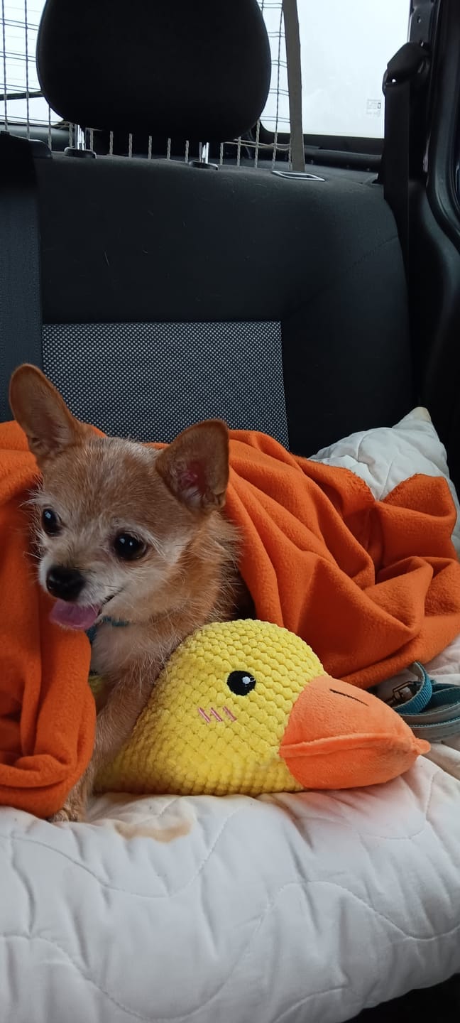 Customer photo review of HappyDuck™ – Anti-stress kosedyr