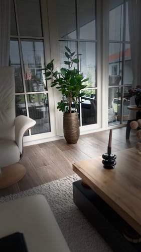 Customer photo review of Fatshedera Kunstplant 80cm