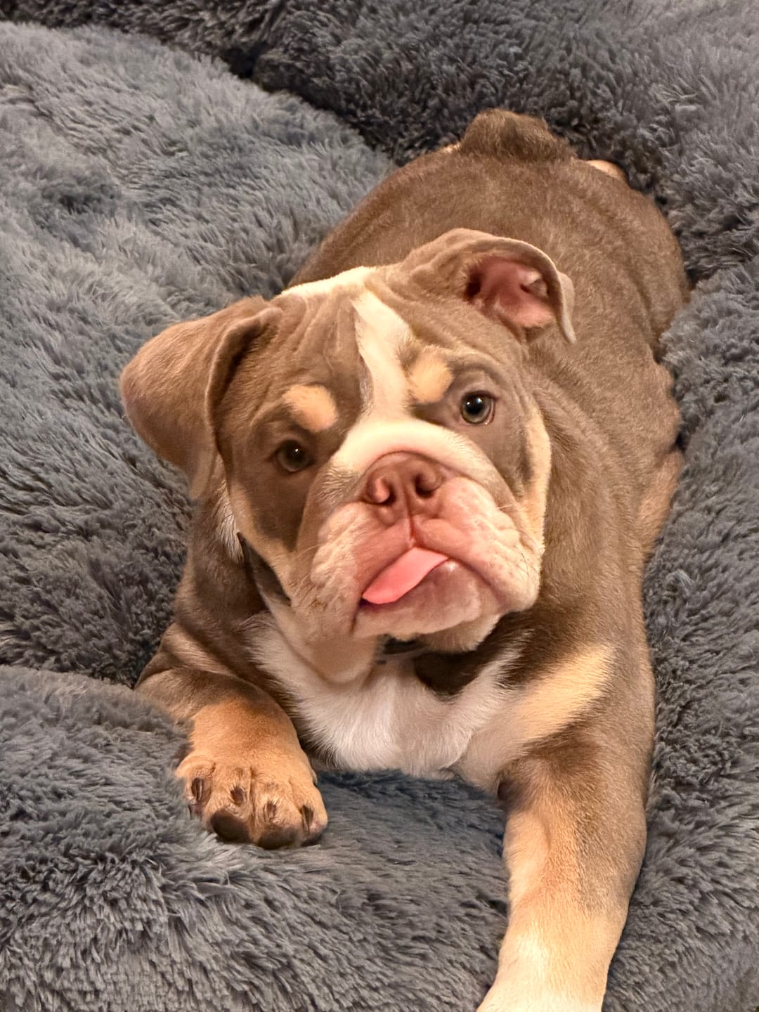 Customer photo review of Manta Relajante para Mascotas