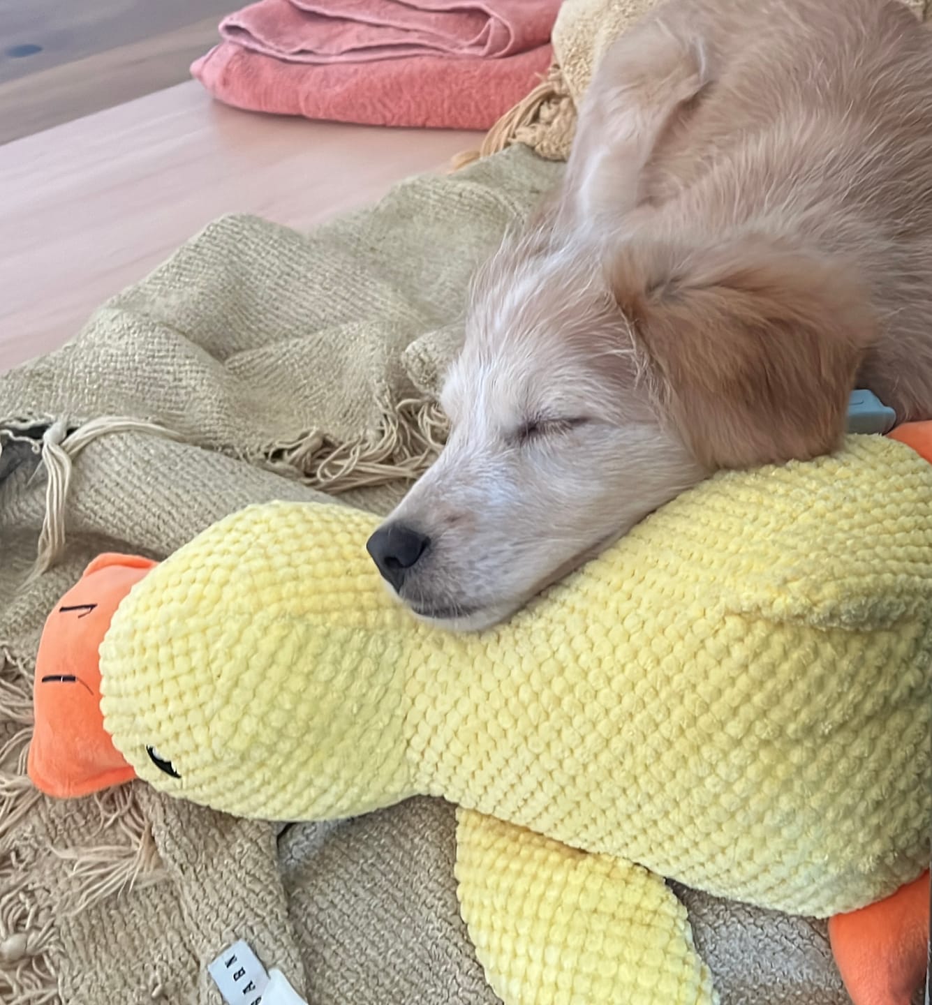 Customer photo review of HappyDuck™ – Anti-stress kosedyr