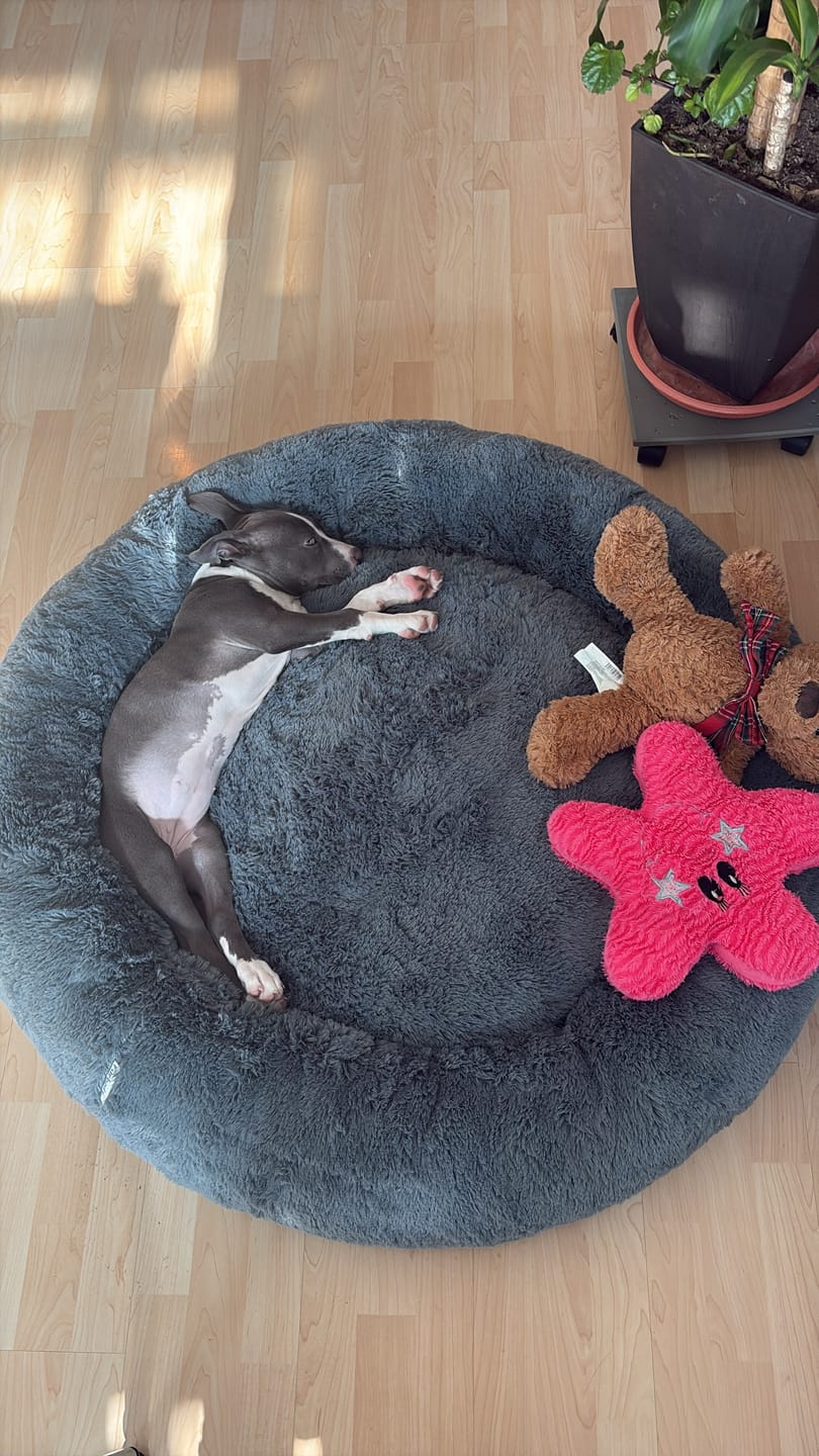Customer photo review of Cama Sofá para Perros