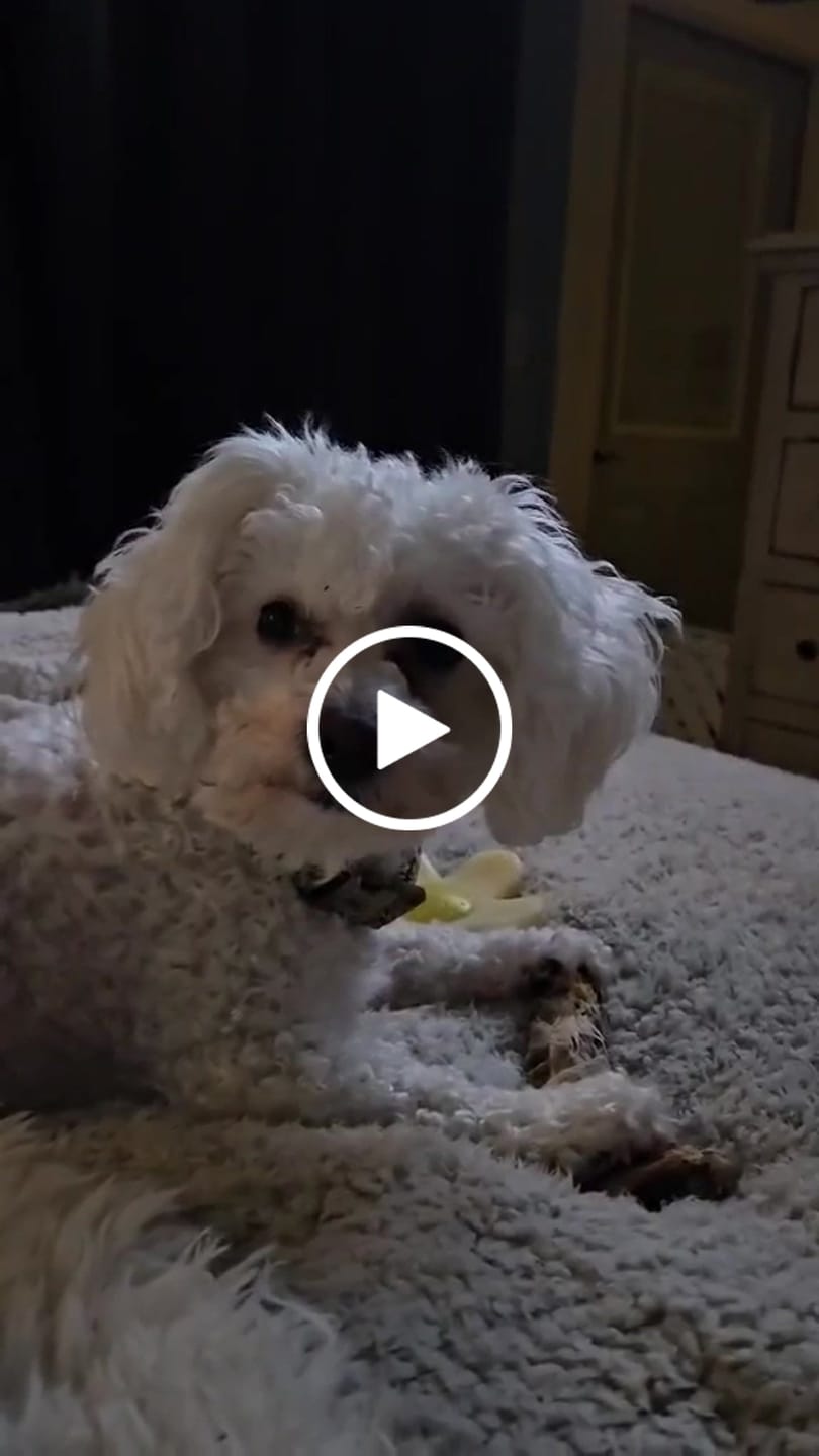 Customer video review of Ostrich Foot Bone (7" x 3.5"): The Flavorful & Long-Lasting Chew for Medium to Large Dogs