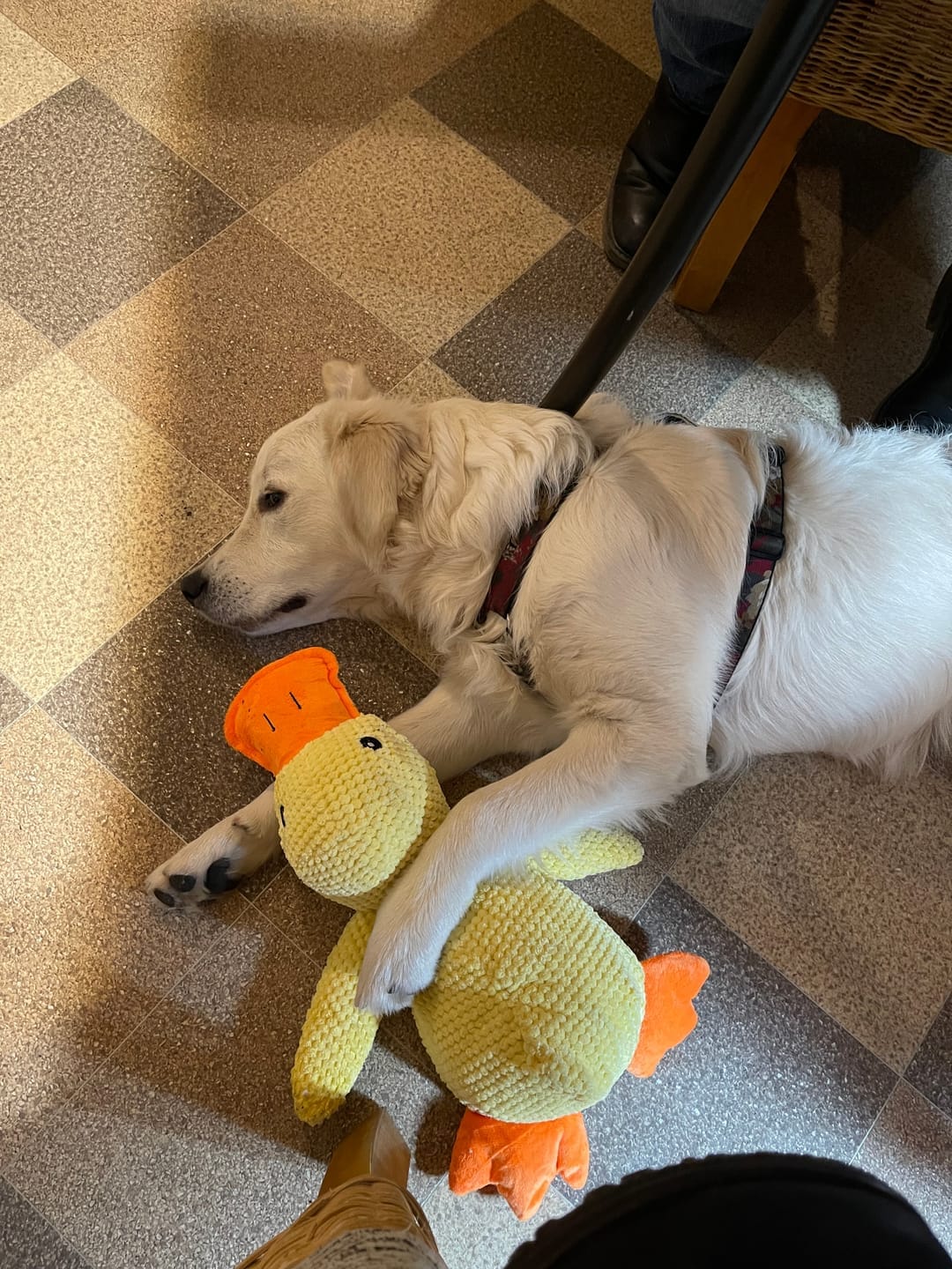 Customer photo review of HappyDuck™ – Anti-stress kosedyr