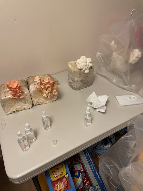 Customer photo review of Mushroom Grow Kits