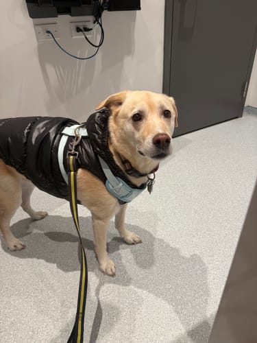 Customer photo review of Mystery Box - Dog