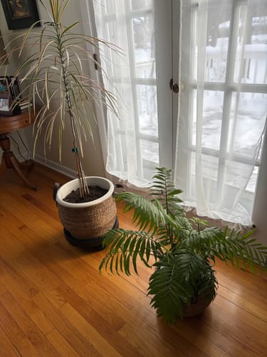 Customer's two healthy houseplants on a floor after treatment for fungus gnats.