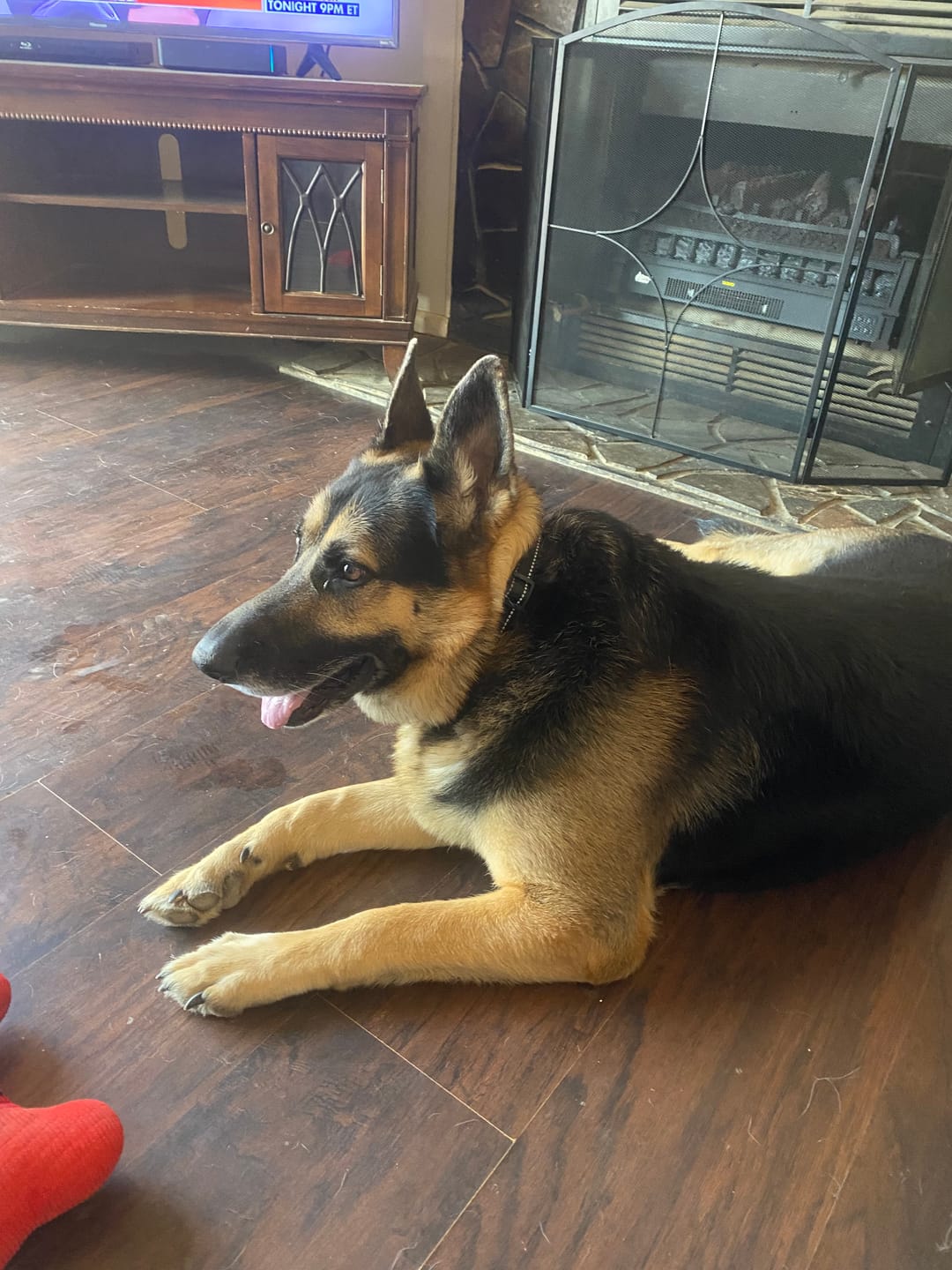 Customer photo review of 6 Inch Thick Braided Bully Stick